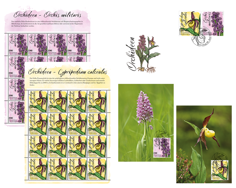 Orchids
