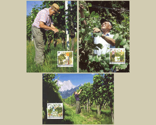 Das Jahr des Winzers: Winzerarbeit im So