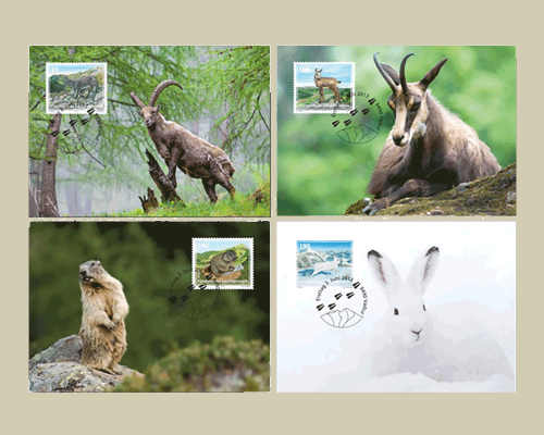 Jungtiere der Alpenregion - Maximumkarte