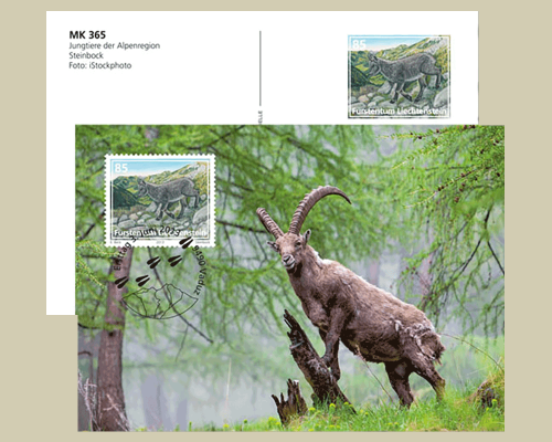 Bildpostkarte: Jungtiere der Alpenregion