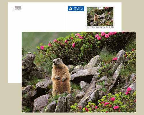 Bildpostkarte: Lebensraum Alpen