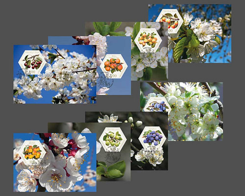 Alte Obstsorten: Steinobst