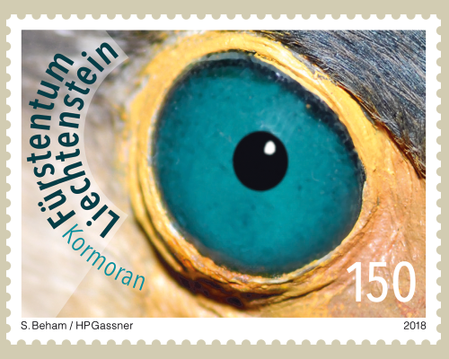 Künstlerische Fotografie: Vogelaugen