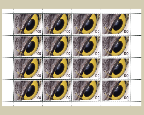 Künstlerische Fotografie: Vogelaugen