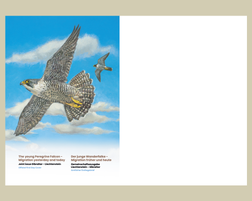 Junge Wanderfalken