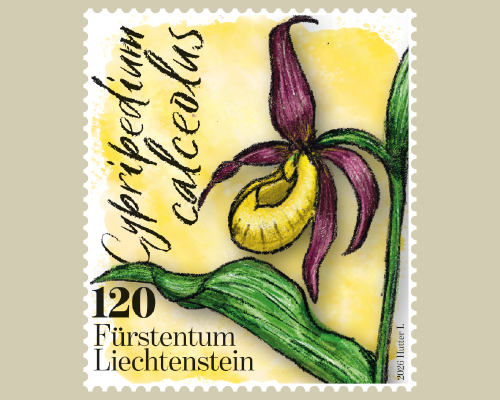 Orchids
