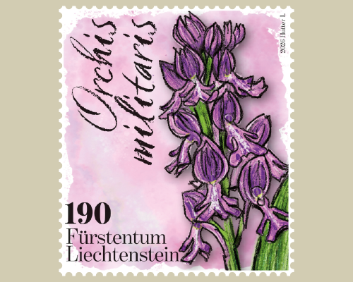 Orchids