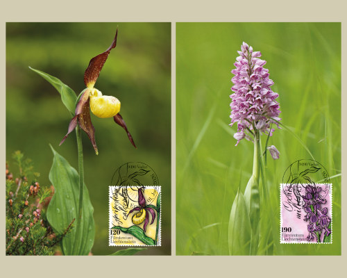 Orchids