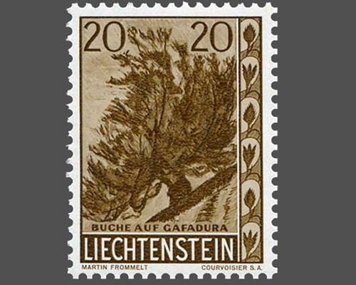 Heimische Bäume und Sträucher - IV