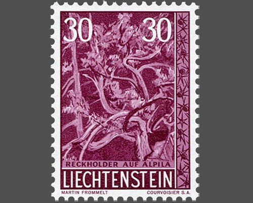 Heimische Bäume und Sträucher - IV