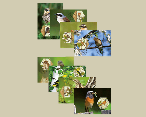 Bedrohte Vogelarten in Liechtenstein WWF