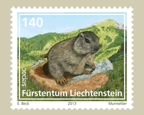 Jungtiere der Alpenregion - Murmeltier