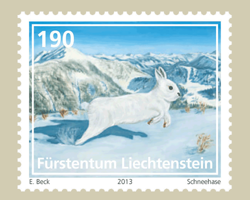 Jungtiere der Alpenregion - Schneehase C