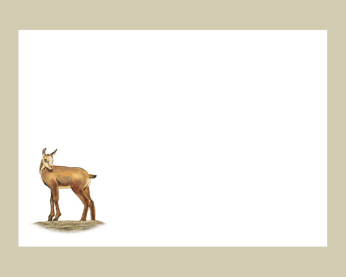 Jungtiere der Alpenregion - Briefumschla