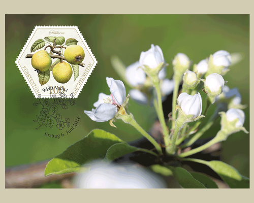 Alte Obstsorten: Birnen