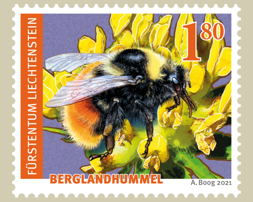 Wildbienen